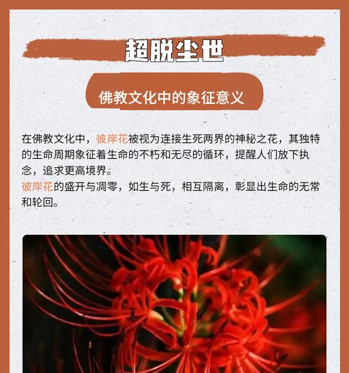 彼岸花的颜色有哪些寓意？
