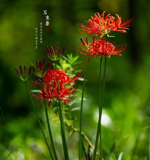 彼岸花的颜色有哪些寓意？