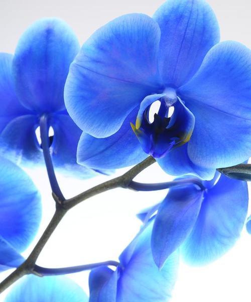 蓝色海洋花的花语是什么？蓝色海洋花寓意着什么？