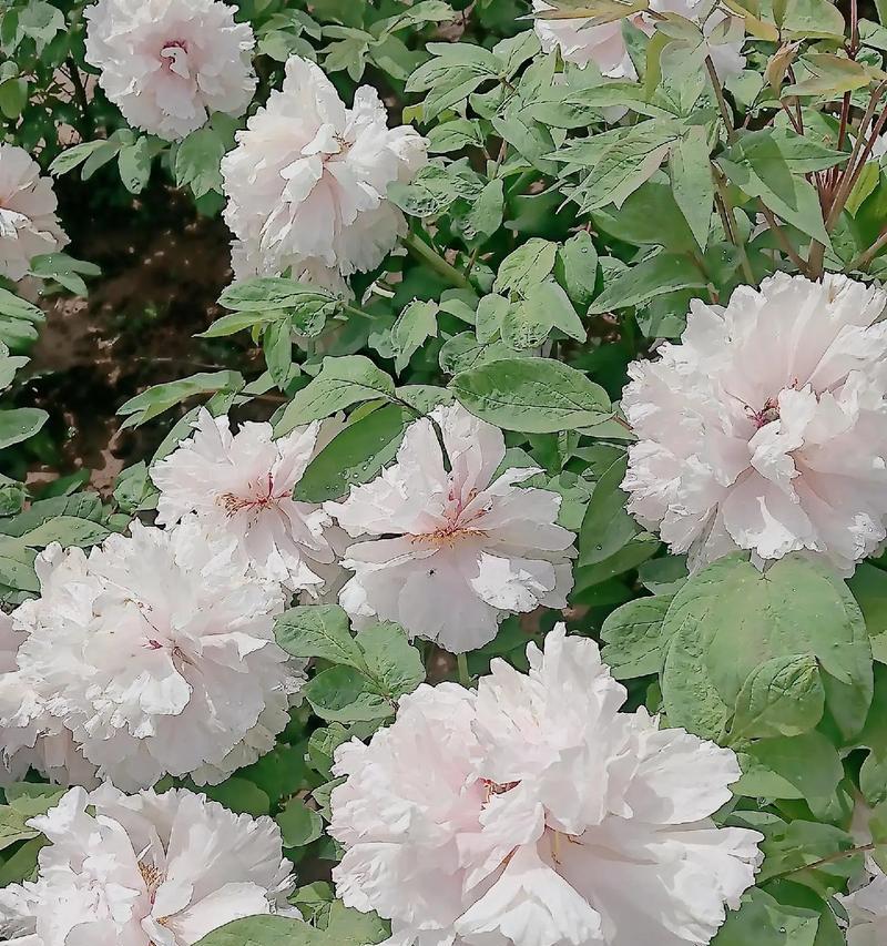 不同颜色的花代表什么？送礼时花的颜色含义是什么？