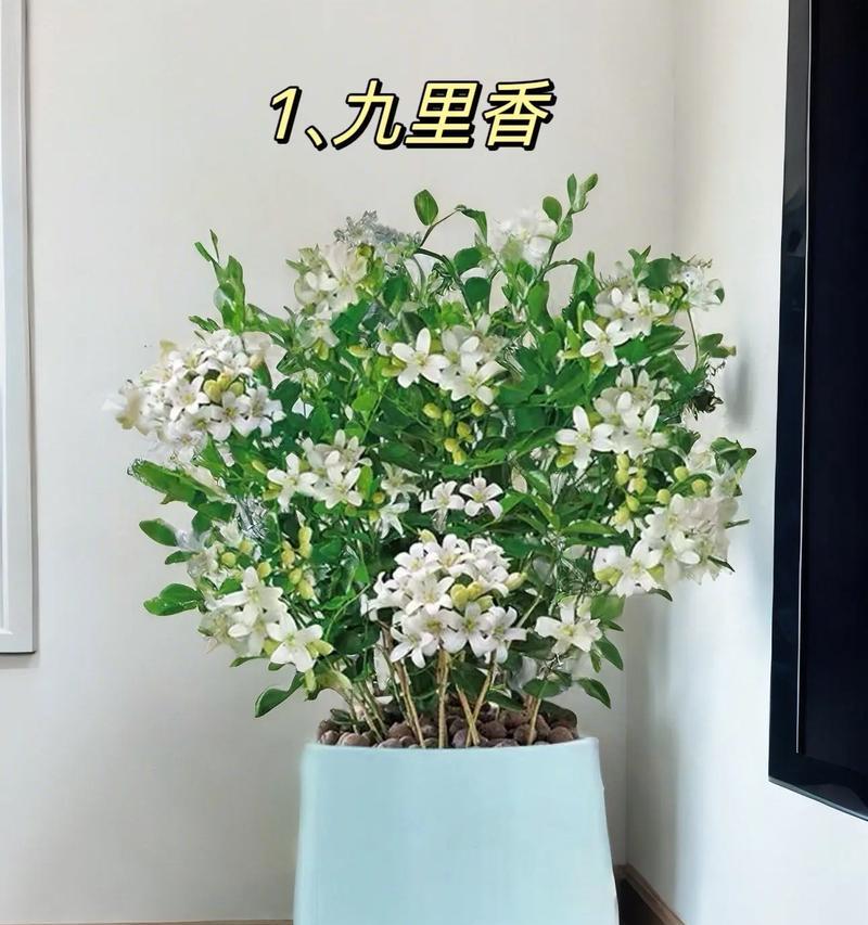 不同颜色的花代表什么？送礼时花的颜色含义是什么？