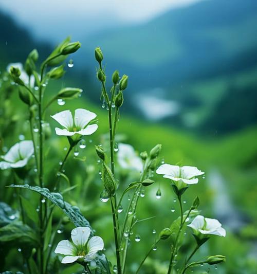 哪些花象征着绿色的寓意？它们各自代表什么？