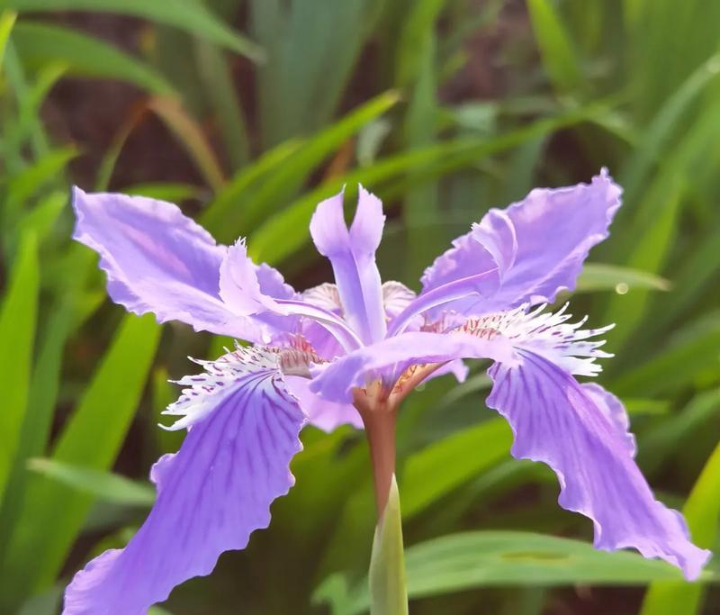 紫色燕蒲花的寓意是什么？