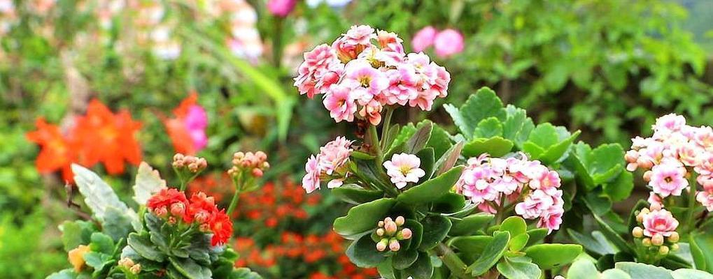 哪些花适合送给老人表达好寓意？