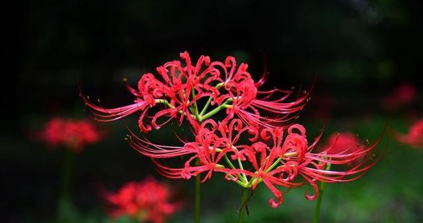 淡红色彼岸花的花语和寓意是什么？