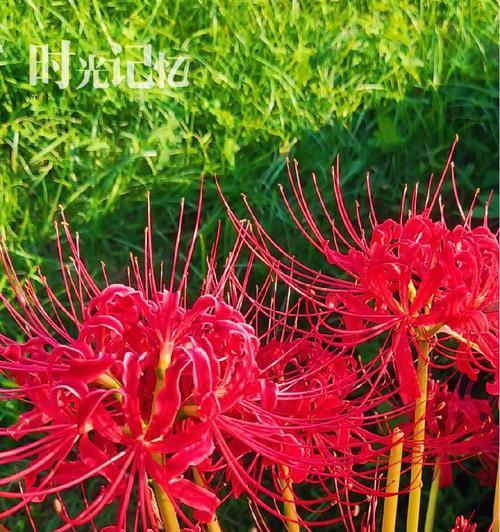 淡红色彼岸花的花语和寓意是什么？