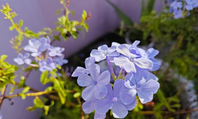 白色花喷蓝色代表什么？花喷颜色的象征意义是什么？