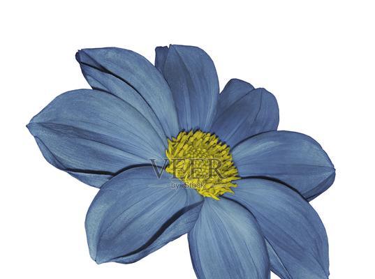 白色花喷蓝色代表什么？花喷颜色的象征意义是什么？