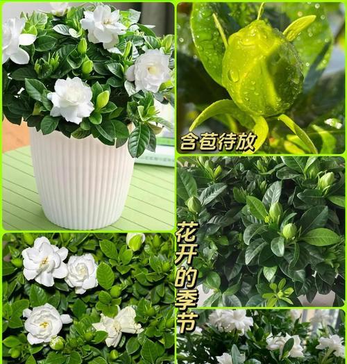 栀子花的爱情花语是什么？它有哪些寓意？
