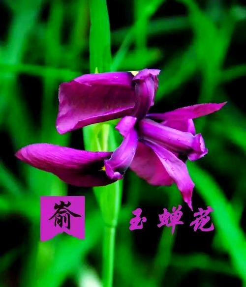 象征貂蝉爱情的花是什么？它的花语是什么？