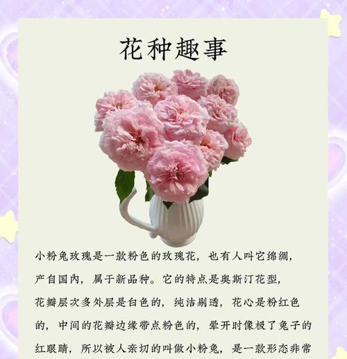 粉色玫瑰花的花语和象征意义是什么？