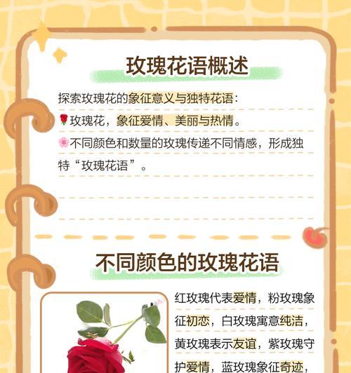 粉色玫瑰花的花语和象征意义是什么？