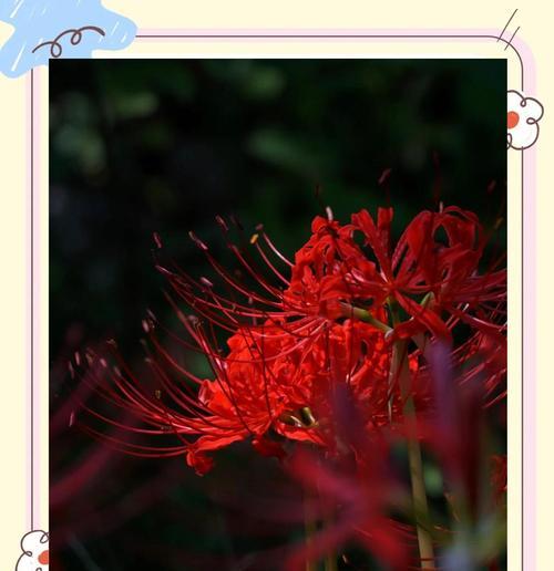 红色星星花的花语和寓意是什么？彼岸花的传说含义有哪些？