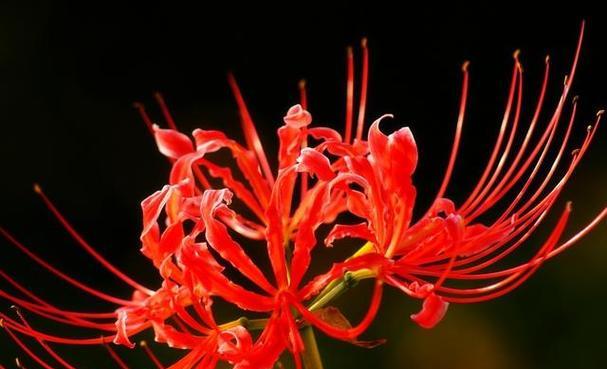 红色星星花的花语和寓意是什么？彼岸花的传说含义有哪些？