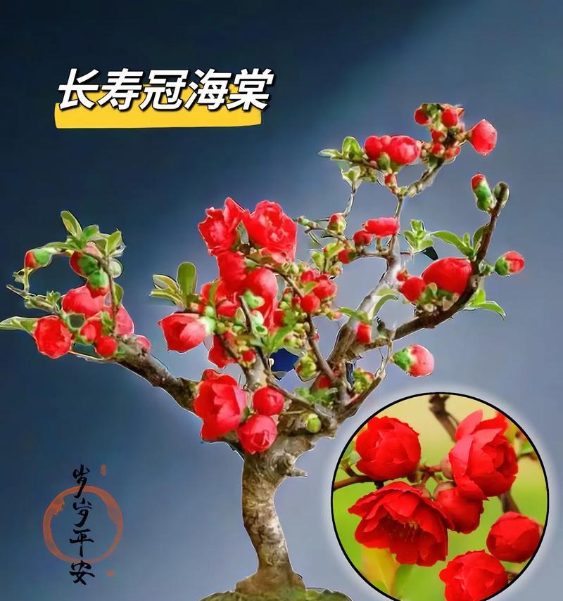 哪种花的含义是平安？它的寓意是什么？