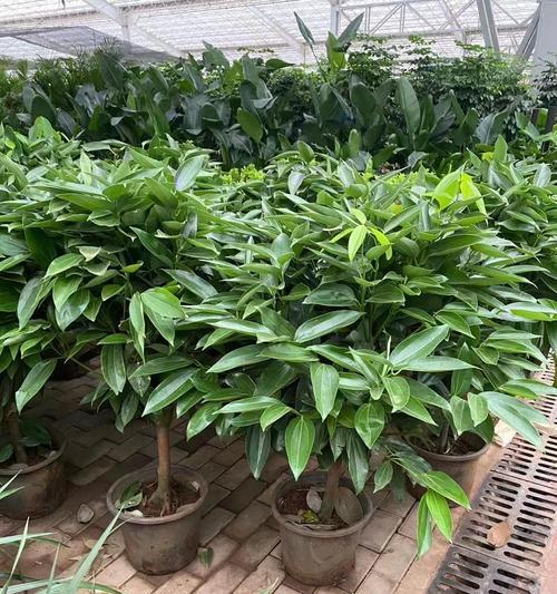 哪种花的含义是平安？它的寓意是什么？
