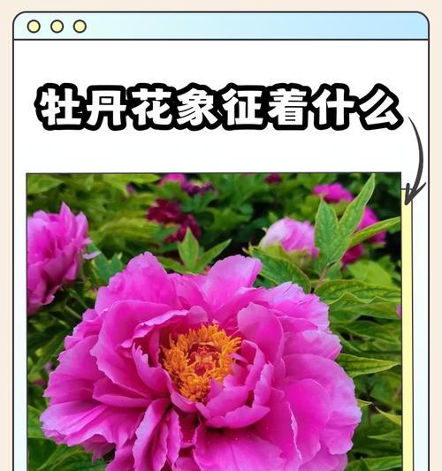 哪些花象征富贵？六种寓意富贵的花是什么？