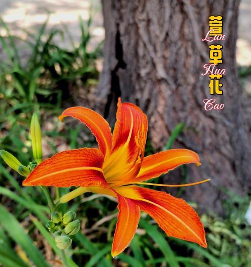 萱草花象征的爱情花语是什么？萱草花有哪些爱情花语？