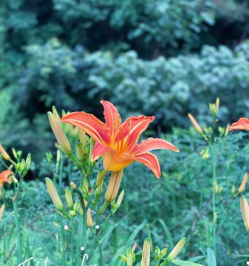 萱草花象征的爱情花语是什么？萱草花有哪些爱情花语？
