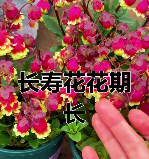 花的季节和代表的意义是什么？如何理解？