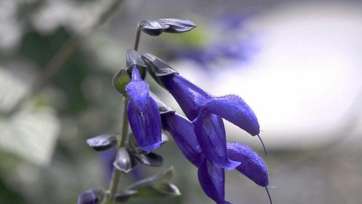 玉树蓝色的花代表什么含义？蓝色花的寓意是什么？