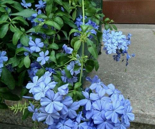 玉树蓝色的花代表什么含义？蓝色花的寓意是什么？