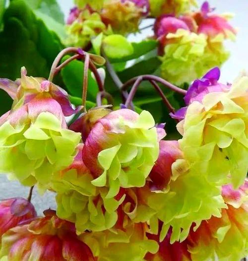 哪些花带有寓意习俗？寓意习俗的花有哪些特点？