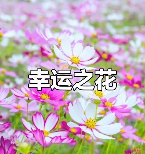 有哪些花的花语是祝福对方幸福？
