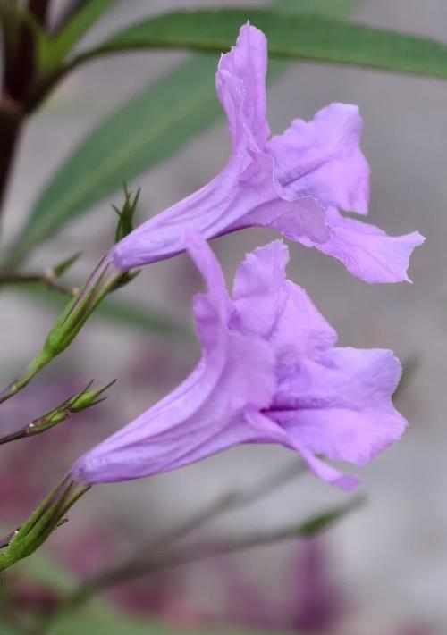 紫色花和粉色花分别代表什么？它们的寓意有何不同？