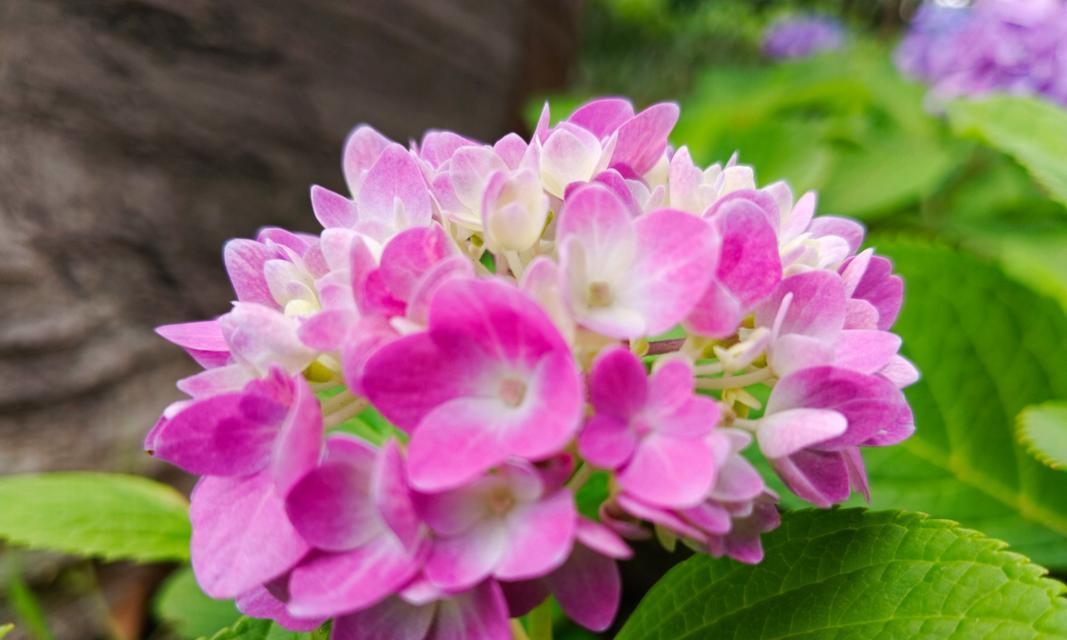 紫色花和粉色花分别代表什么？它们的寓意有何不同？