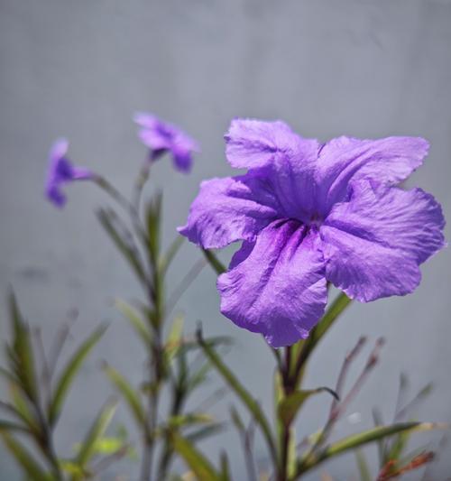紫色花和粉色花分别代表什么？它们的寓意有何不同？