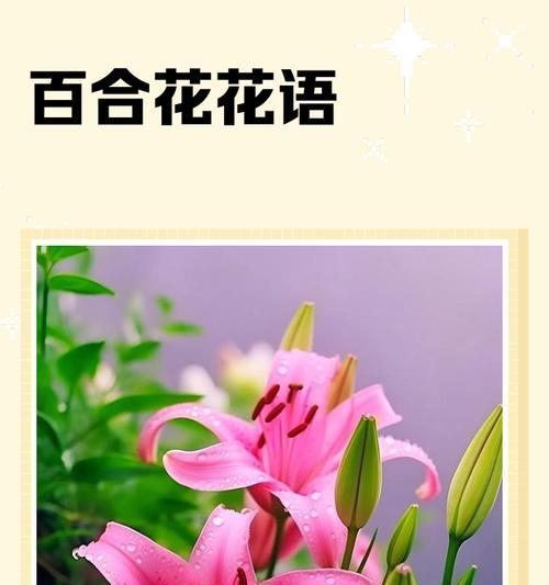 金色百合花的寓意是什么？金色百合花在花语中的象征意义是什么？