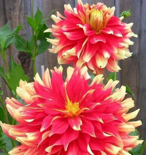 哪种红色的花寓意财富？红色花与财富的关联是什么？