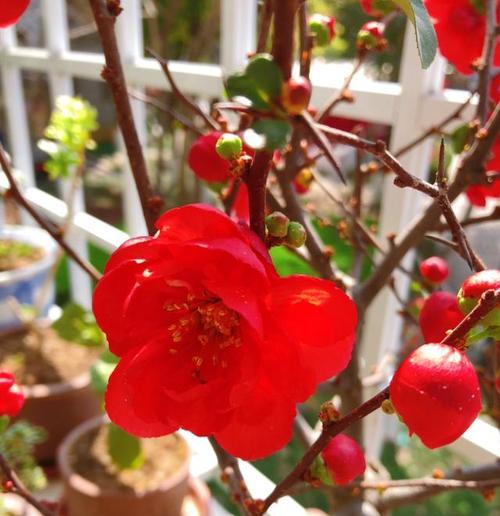 哪种红色的花寓意财富？红色花与财富的关联是什么？