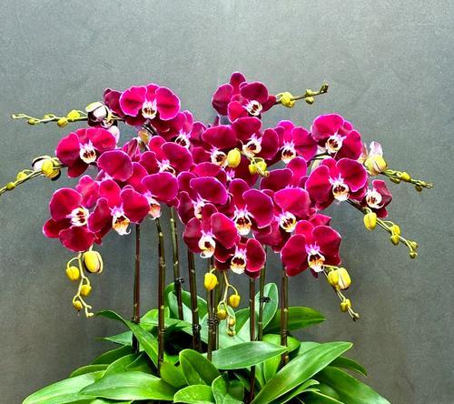 哪种红色的花寓意财富？红色花与财富的关联是什么？