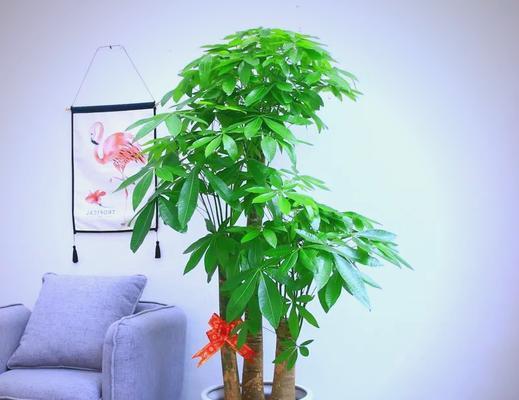 哪些花植物寓意吉祥富贵？