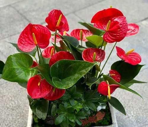 哪些花植物寓意吉祥富贵？