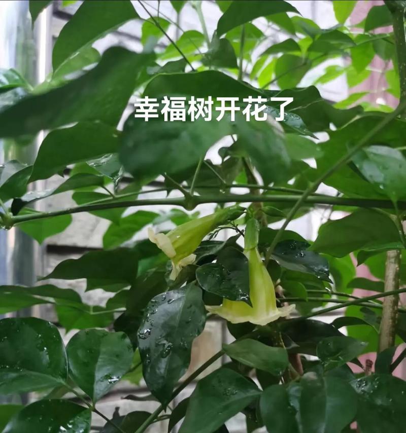 幸福树开花代表什么？一朵幸福树花的寓意是什么？