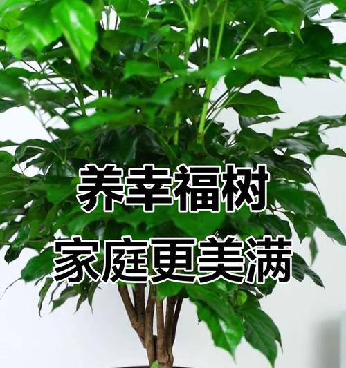 幸福树开花代表什么？一朵幸福树花的寓意是什么？