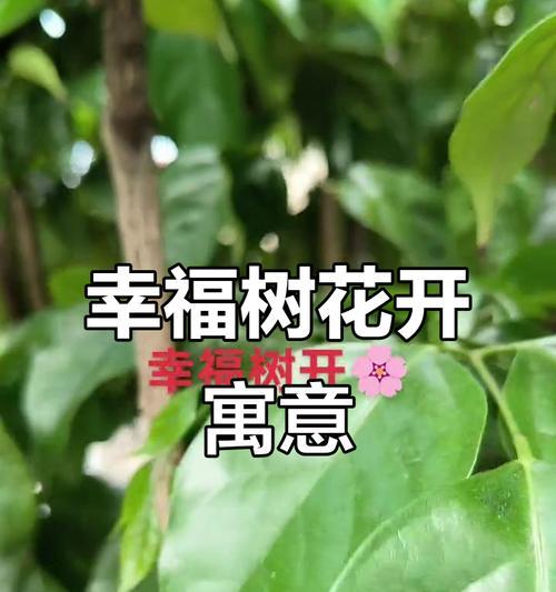 幸福树开花代表什么？一朵幸福树花的寓意是什么？