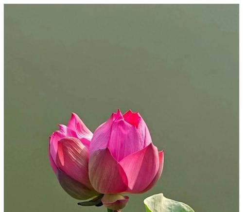什么花寓意一直幸福？如何选择寓意幸福的花卉？
