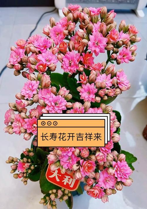 什么花寓意一直幸福？如何选择寓意幸福的花卉？