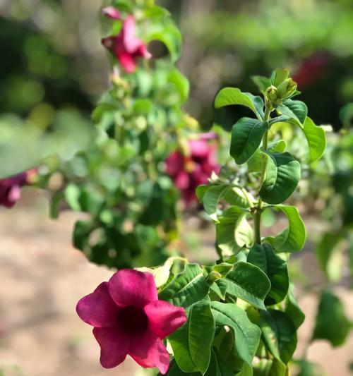 蚕花节的寓意是什么？它的象征意义有哪些？