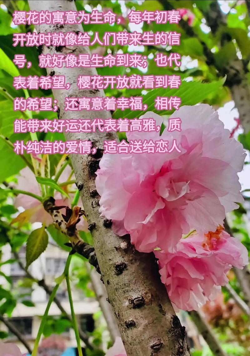 春天哪些花象征爱情？它们的寓意是什么？