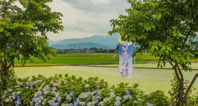 在日本送绿色花代表什么？