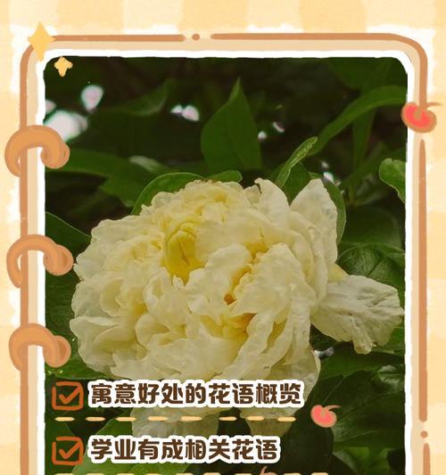 什么样的花语能带走祝福？带走祝福的花语有哪些？