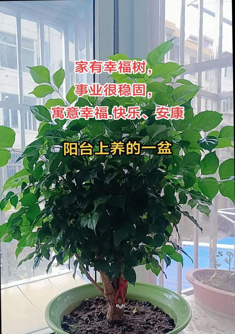 什么样的花语能带走祝福？带走祝福的花语有哪些？