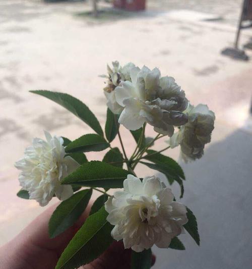 头上带白色的花含义是什么？白色花在头上代表什么？