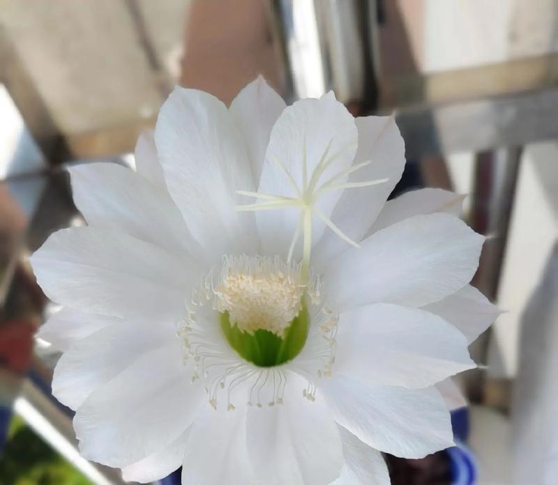 头上带白色的花含义是什么？白色花在头上代表什么？