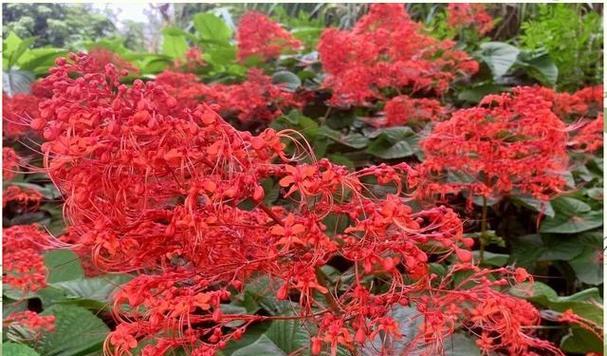 红色花象征什么？热烈积极的红色花有哪些？